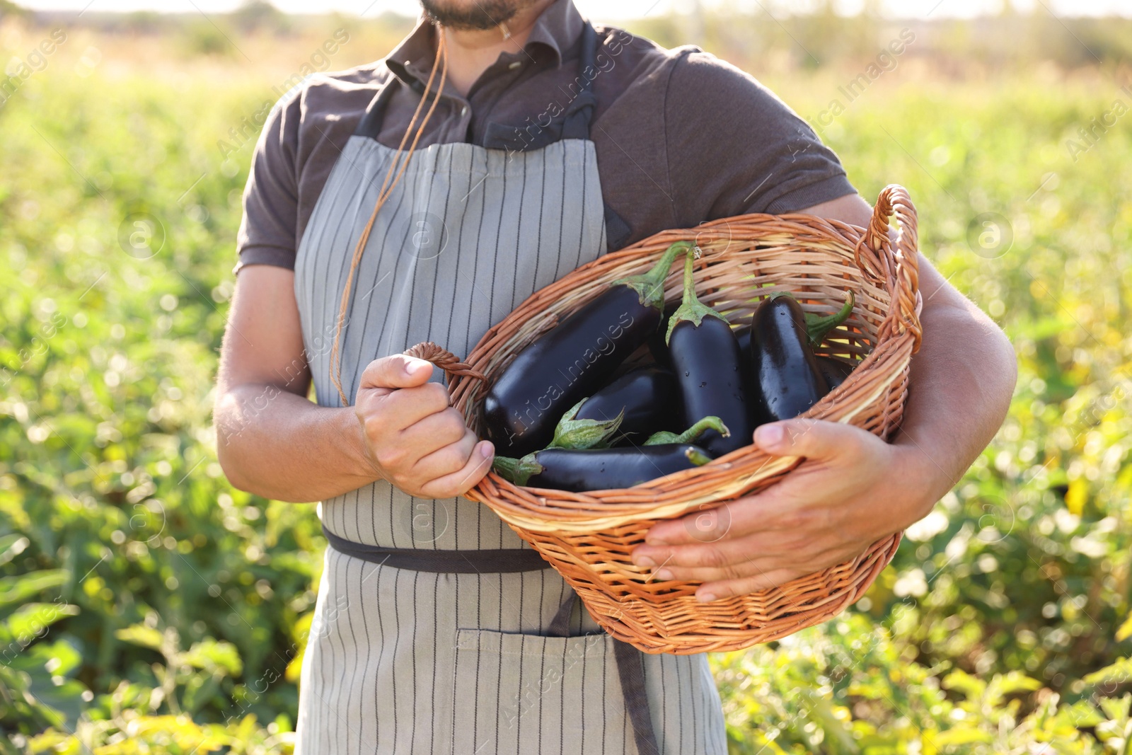 Photo of Harvesting season. Farmer holding wicker basket with eggplants in field on sunny day, closeup