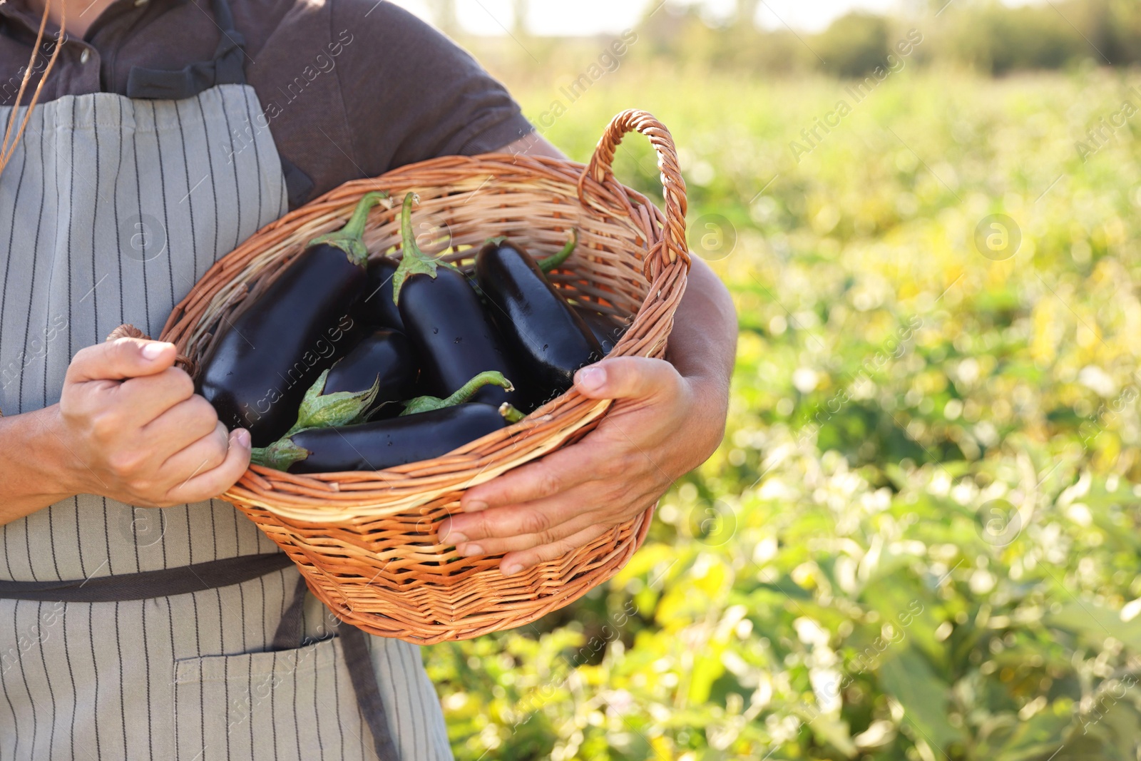 Photo of Harvesting season. Farmer holding wicker basket with eggplants in field on sunny day, closeup. Space for text