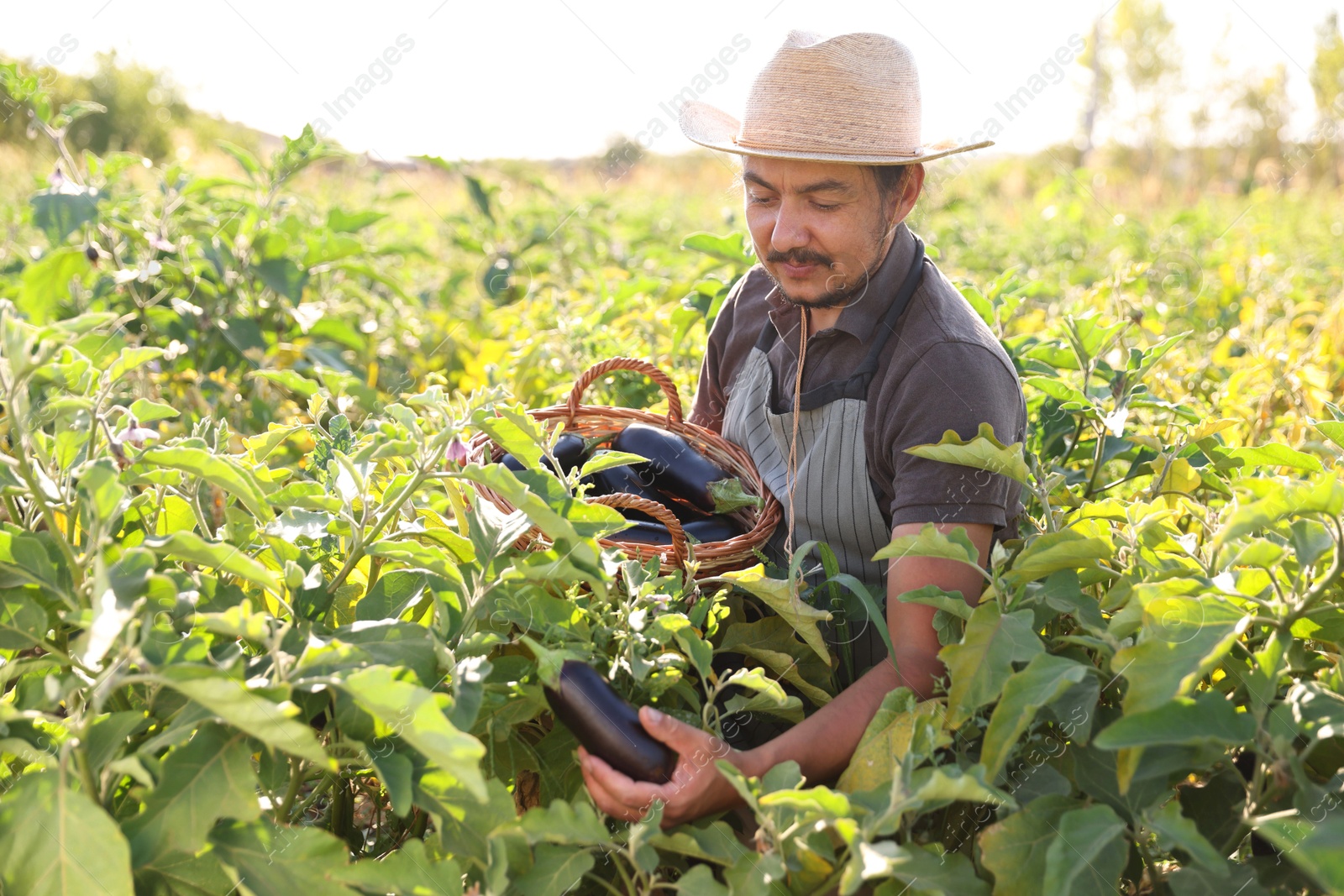 Photo of Farmer harvesting ripe eggplants in field on sunny day