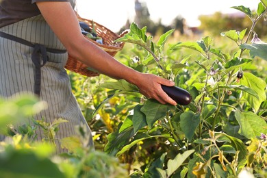 Photo of Farmer harvesting ripe eggplants in field on sunny day, closeup