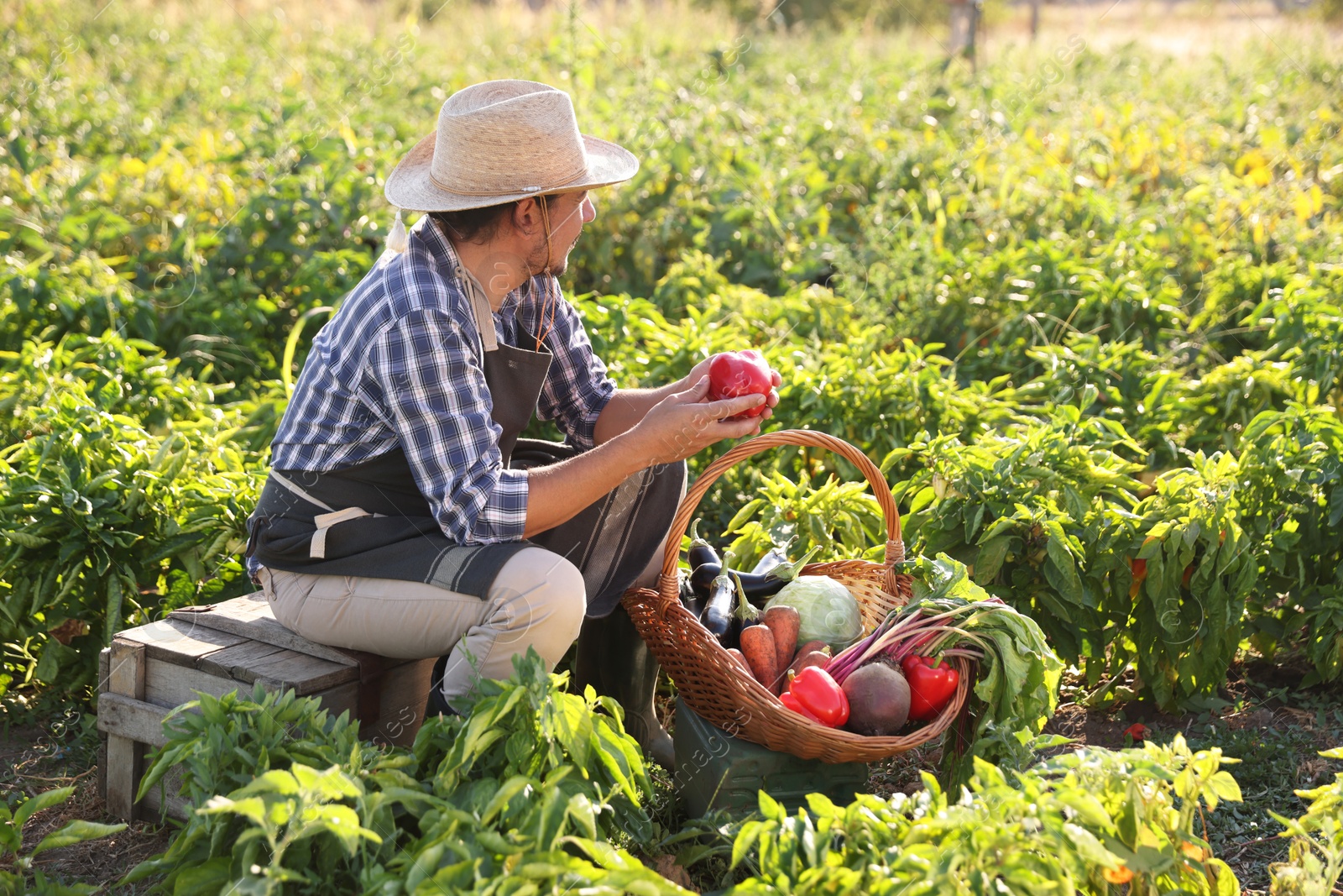 Photo of Harvesting season. Farmer with wicker basket of fresh vegetables in field on sunny day