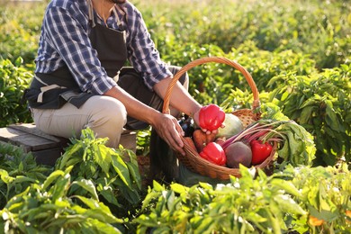 Harvesting season. Farmer with wicker basket of fresh vegetables in field on sunny day, closeup