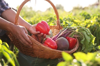 Photo of Harvesting season. Farmer with wicker basket of fresh vegetables in field on sunny day, closeup