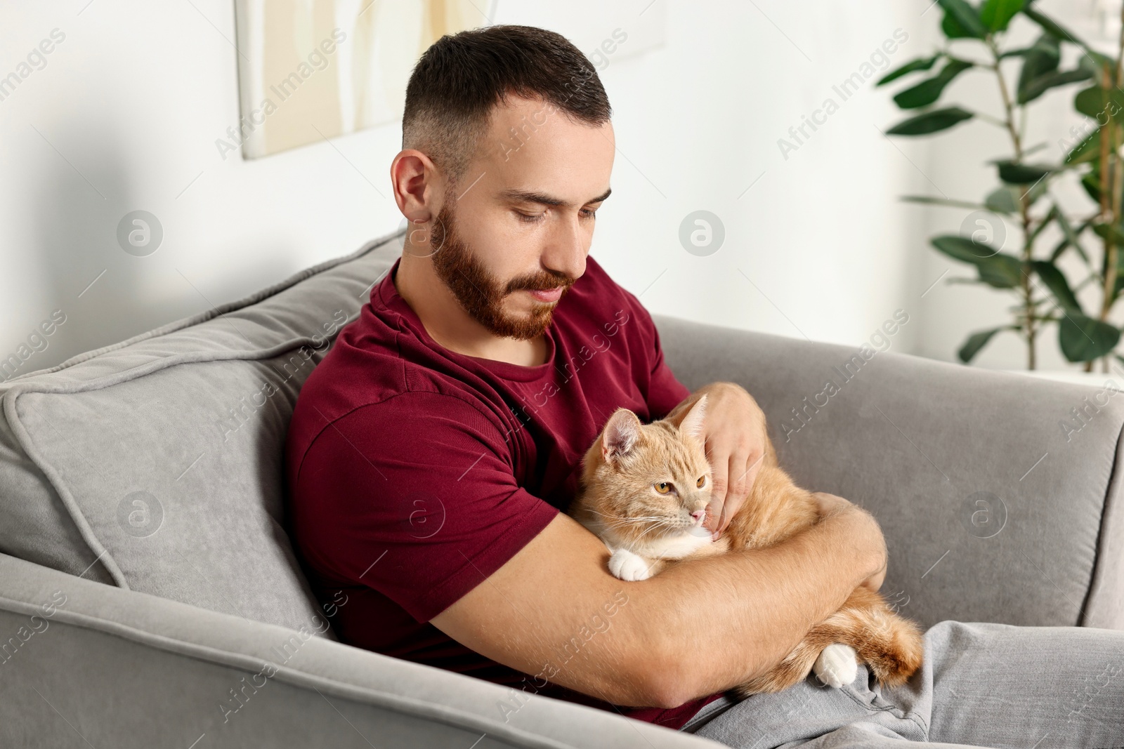 Photo of Man petting cute ginger cat on armchair at home