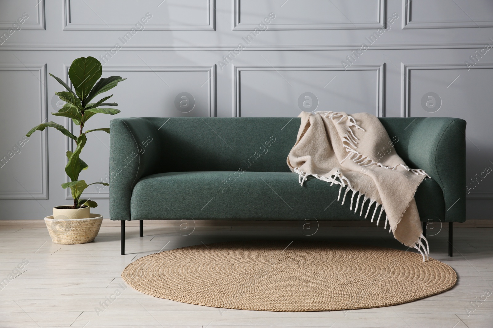 Photo of Comfortable sofa and houseplant near grey wall in room