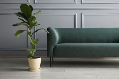 Photo of Stylish sofa and green plant near grey wall