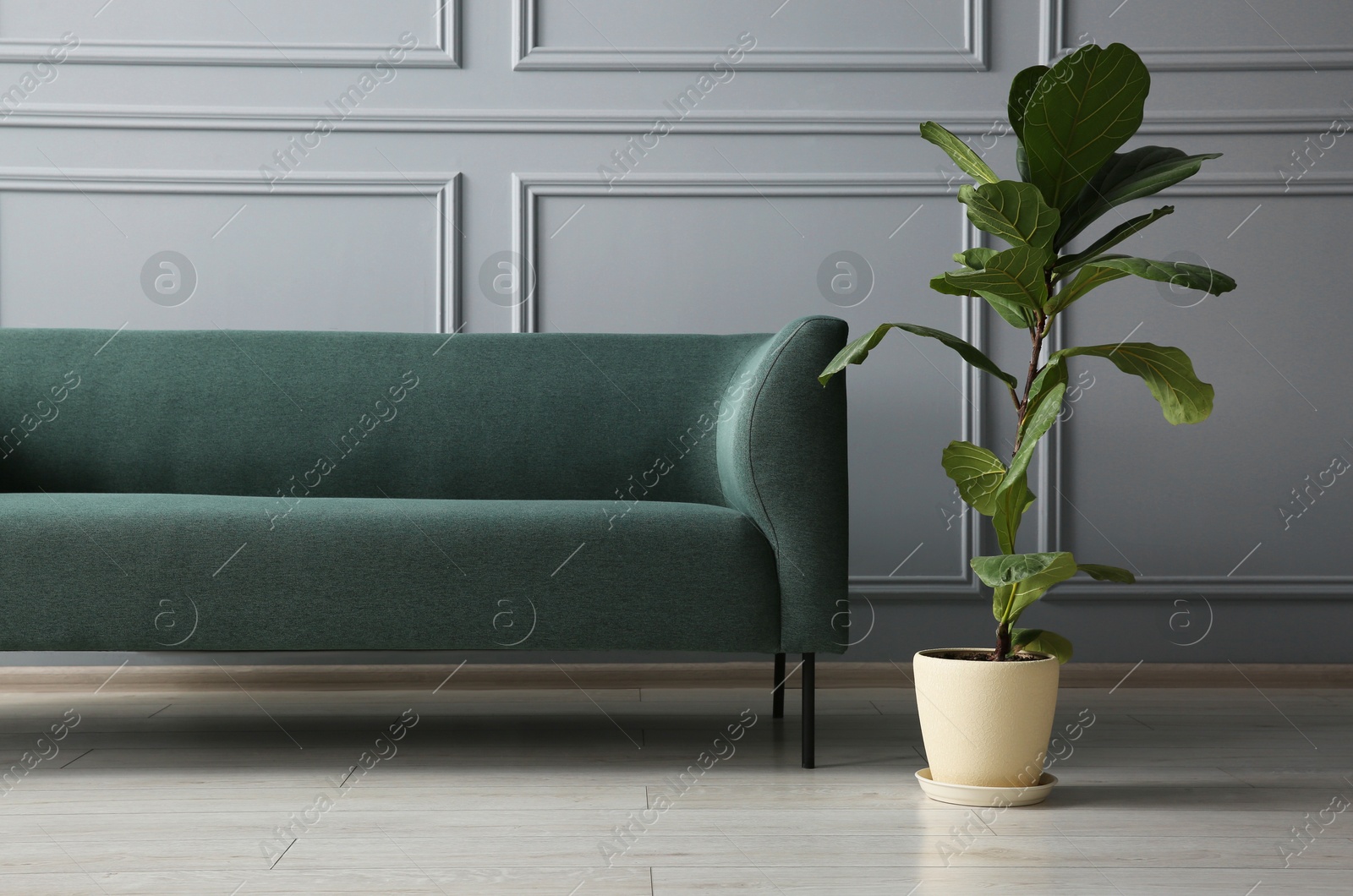 Photo of Stylish sofa and green plant near grey wall