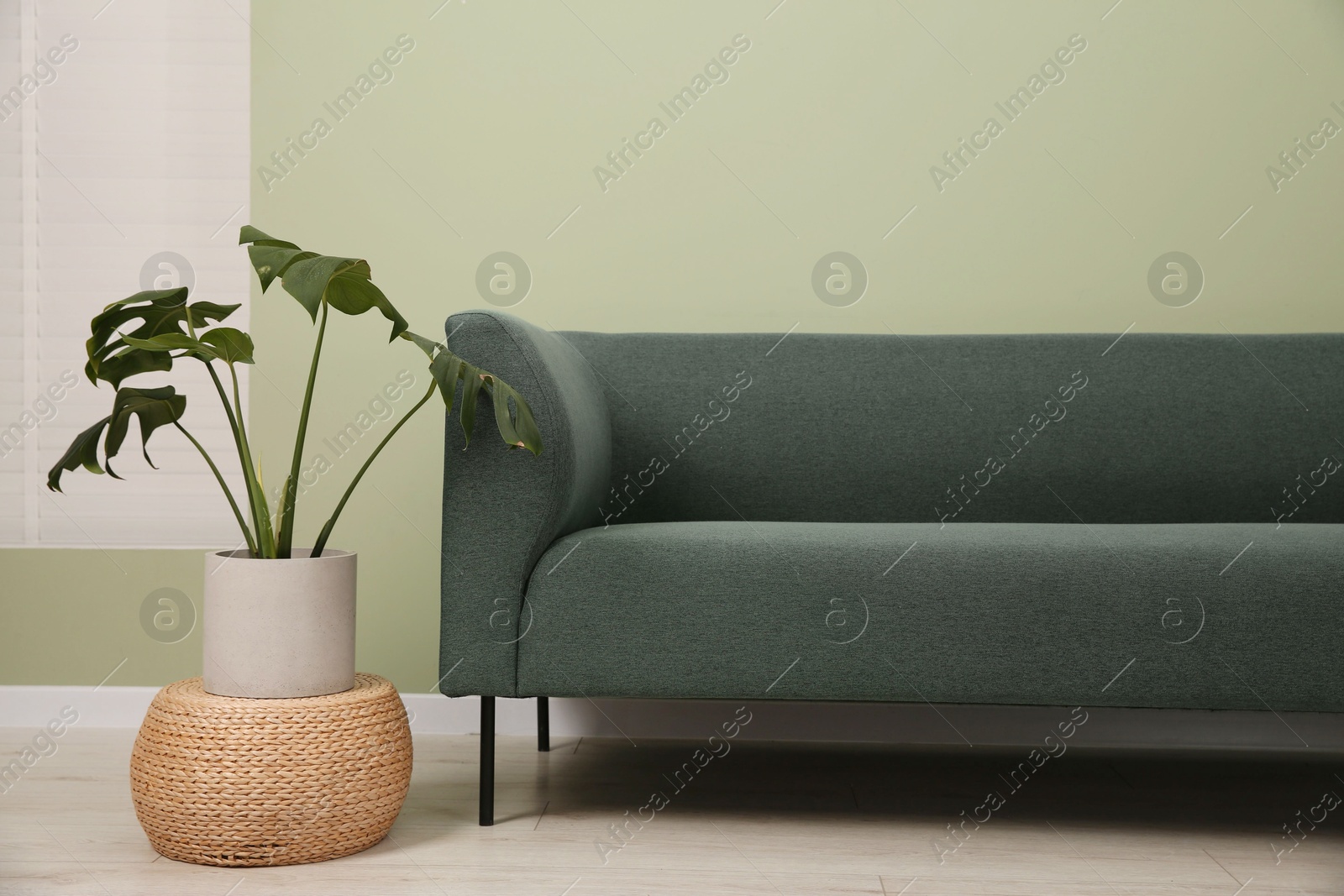 Photo of Stylish sofa and houseplant near green wall indoors