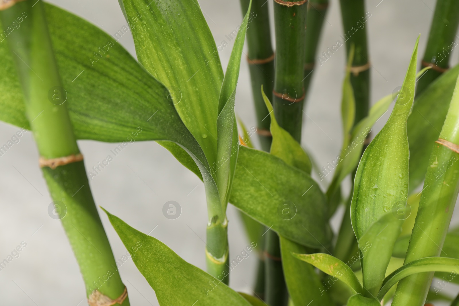 Photo of Beautiful decorative bamboo plant on blurred background, closeup