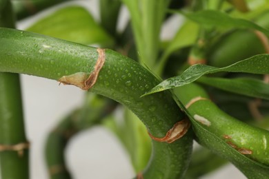 Photo of Beautiful decorative bamboo plant on blurred background, closeup