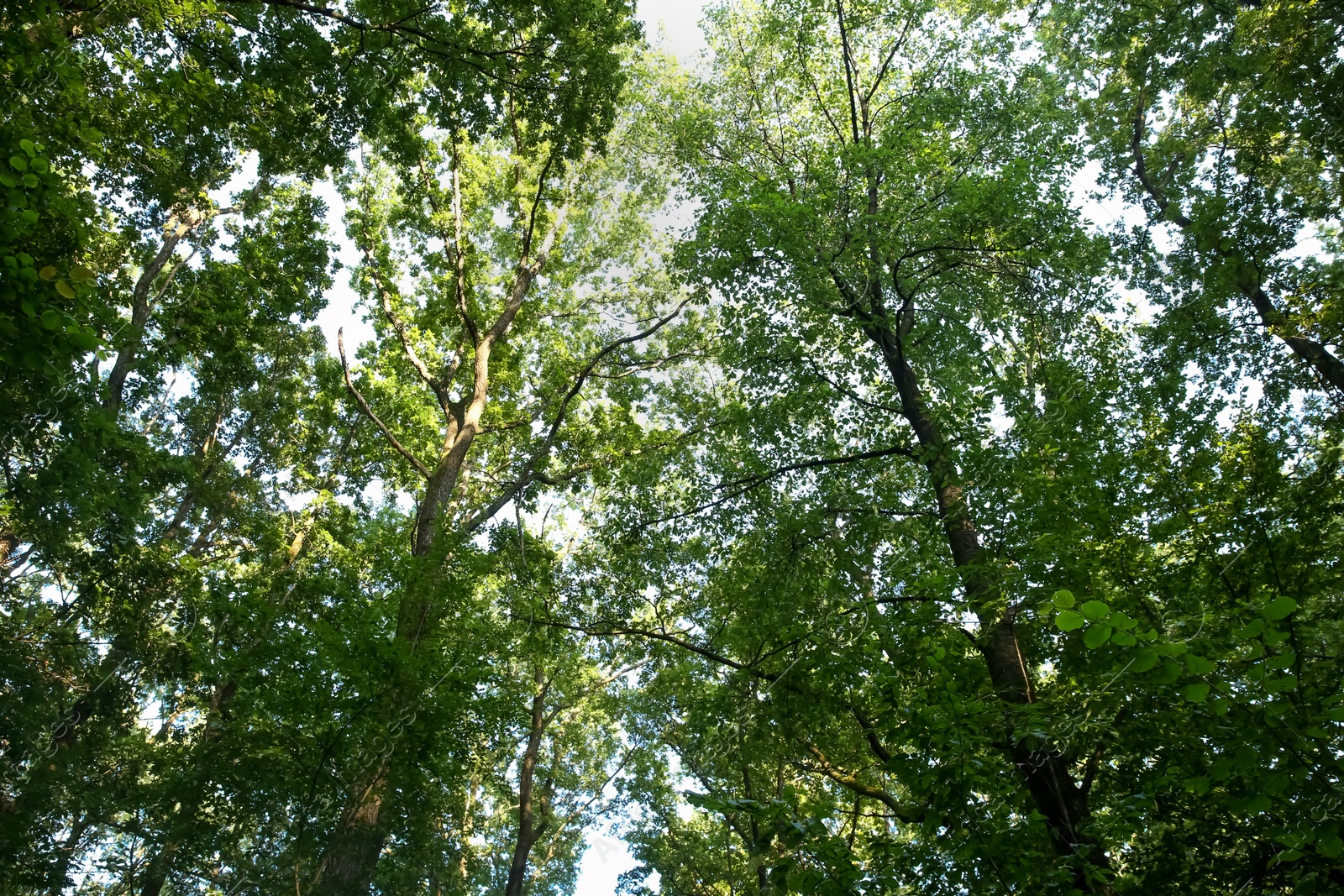 Photo of Beautiful trees with green leaves in forest, low angle view