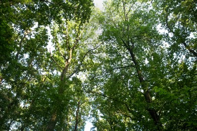 Photo of Beautiful trees with green leaves in forest, low angle view