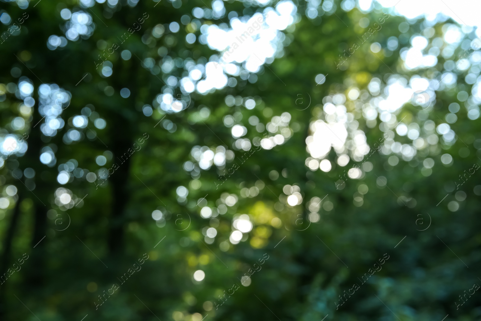 Photo of Blurred view of beautiful forest with green trees