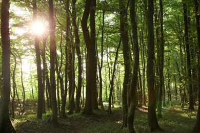 Sun shining through tree crown in forest