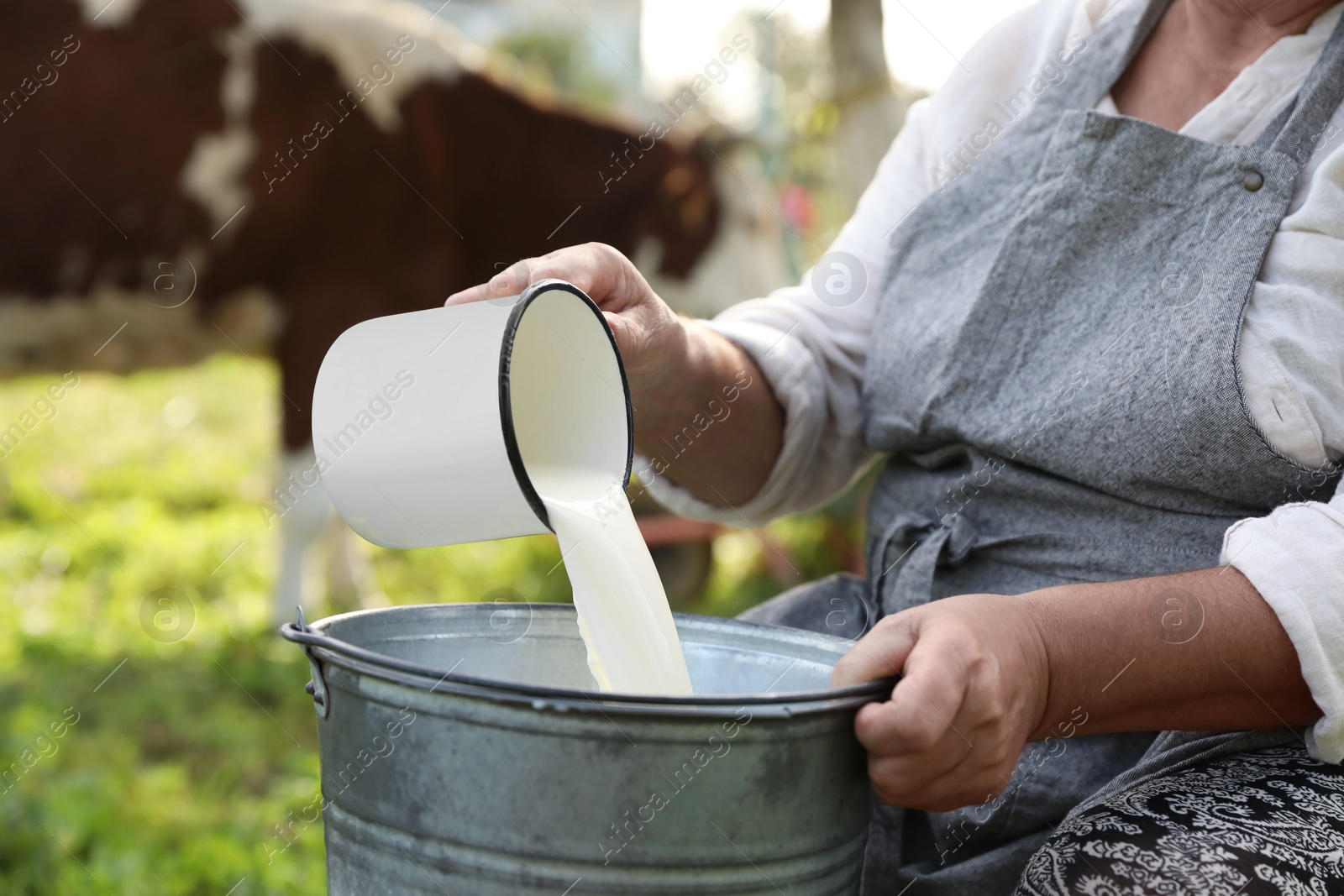 Photo of Senior woman pouring fresh milk into bucket outdoors, closeup