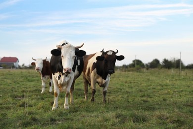 Photo of Beautiful cows grazing on green grass outdoors, space for text