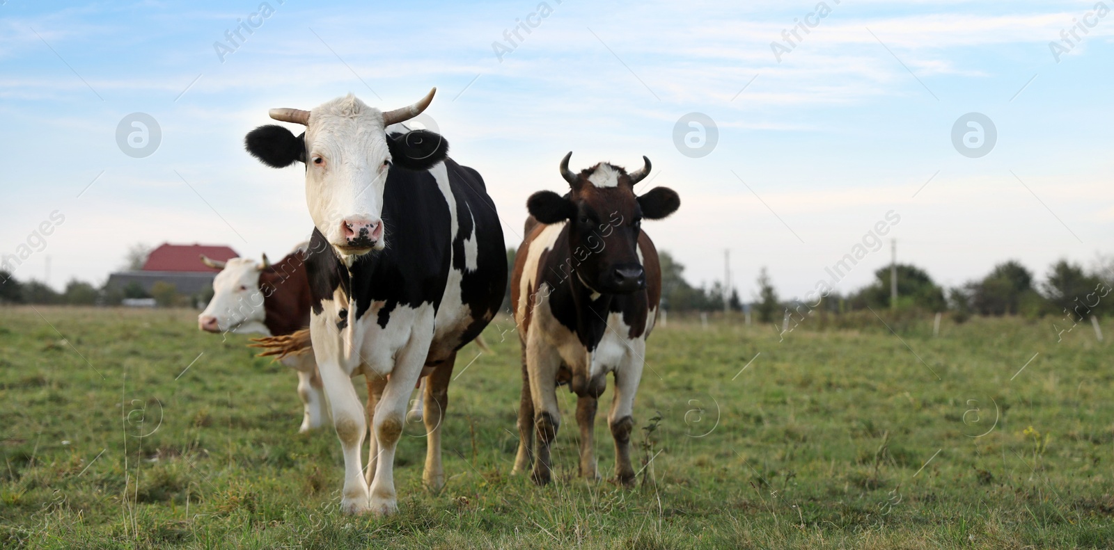 Photo of Beautiful cows grazing on green grass outdoors, space for text