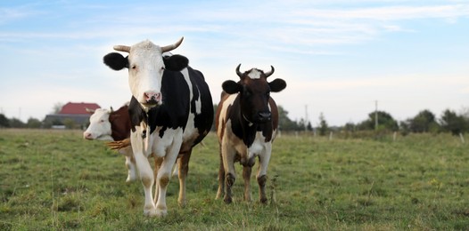 Photo of Beautiful cows grazing on green grass outdoors, space for text