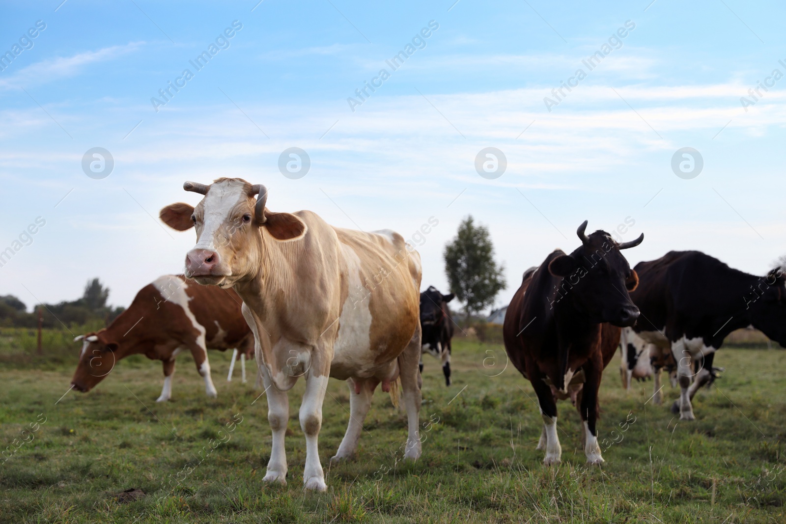 Photo of Beautiful cows grazing on green grass outdoors