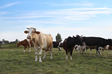 Photo of Beautiful cows grazing on green grass outdoors