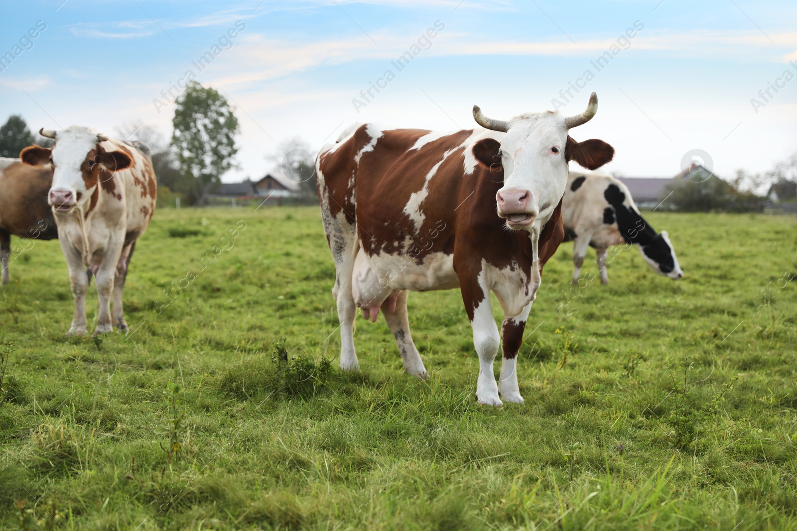 Photo of Beautiful cows grazing on green grass outdoors