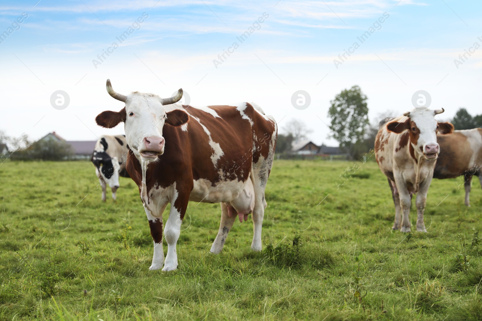 Photo of Beautiful cows grazing on green grass outdoors