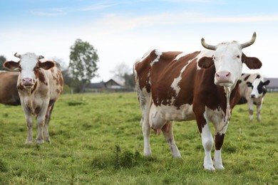 Photo of Beautiful cows grazing on green grass outdoors