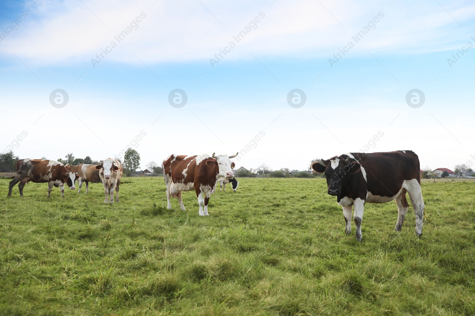 Photo of Beautiful cows grazing on green grass outdoors