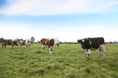 Beautiful cows grazing on green grass outdoors