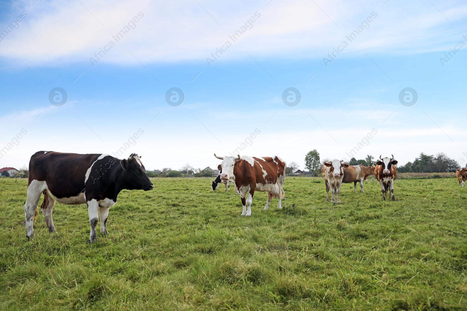 Photo of Beautiful cows grazing on green grass outdoors