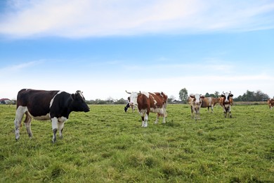 Photo of Beautiful cows grazing on green grass outdoors