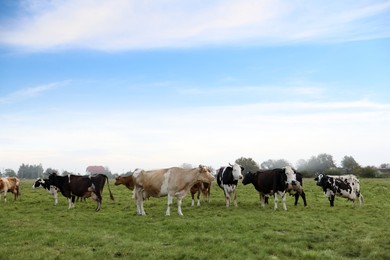 Photo of Beautiful cows grazing on green grass outdoors