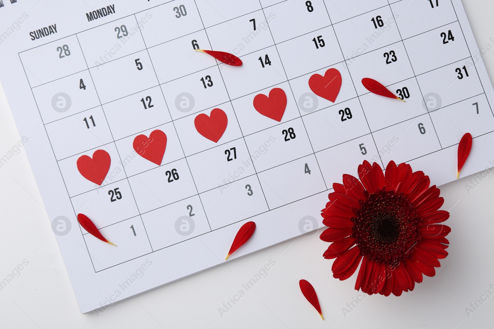 Photo of Menstruation. Calendar with marked dates and red flower white background, flat lay