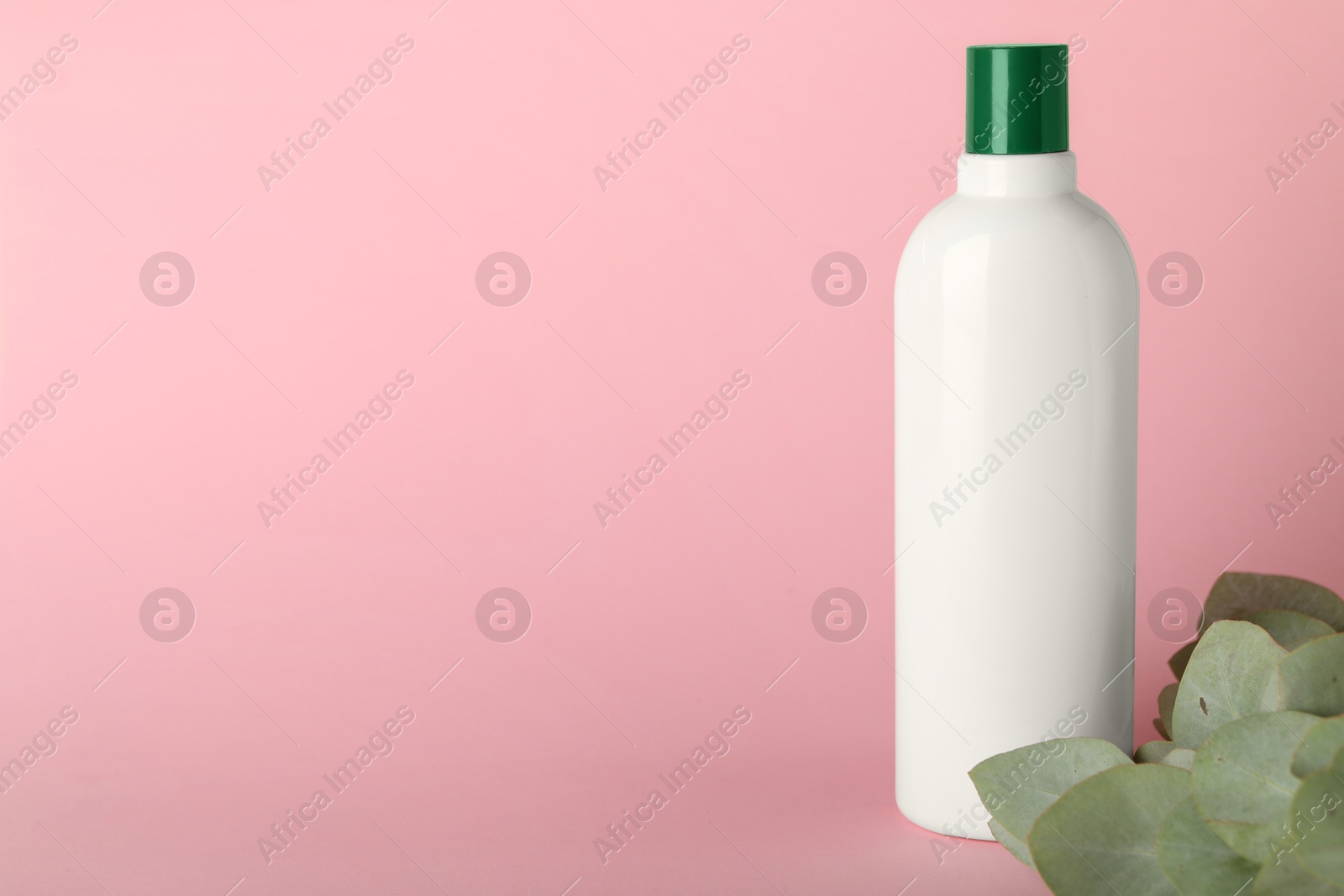 Photo of Shampoo in bottle and green eucalyptus leaves on pink background, space for text