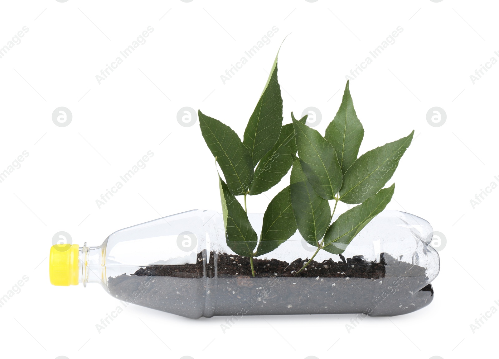 Photo of Recycling concept. Plastic bottle with plant isolated on white