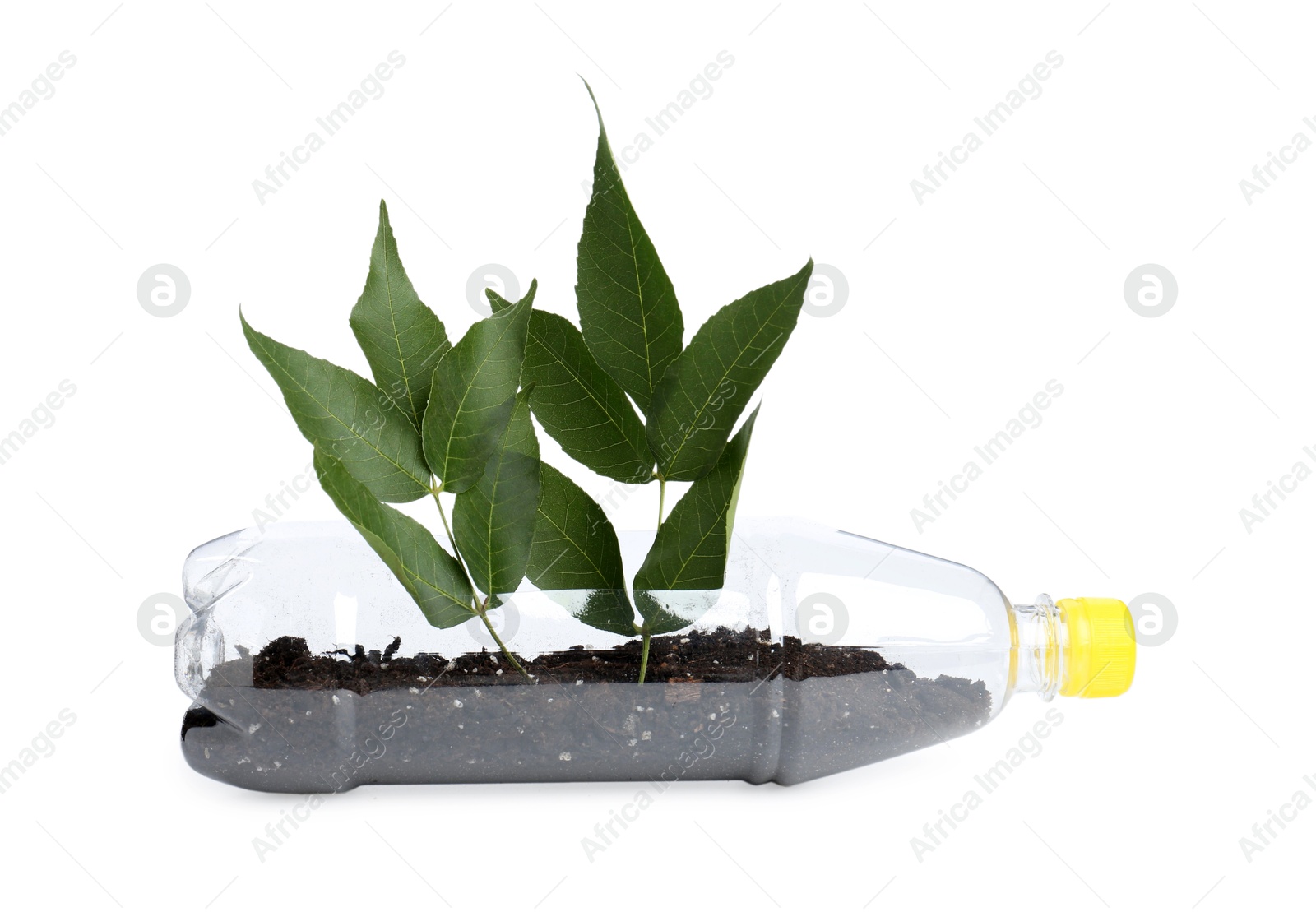 Photo of Recycling concept. Plastic bottle with plant isolated on white