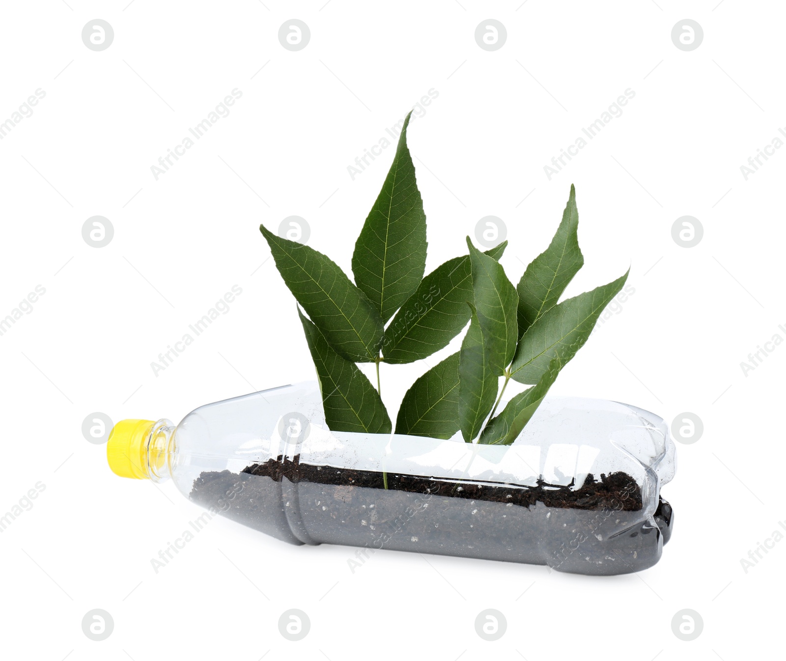 Photo of Recycling concept. Plastic bottle with plant isolated on white