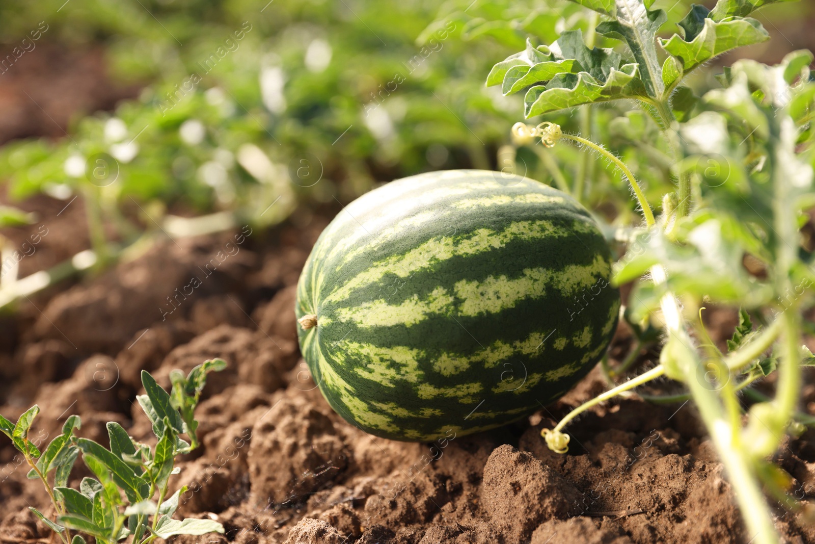 Photo of Ripe watermelon growing in field on sunny day