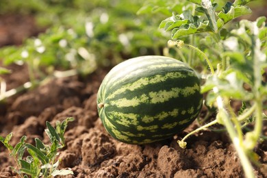 Ripe watermelon growing in field on sunny day