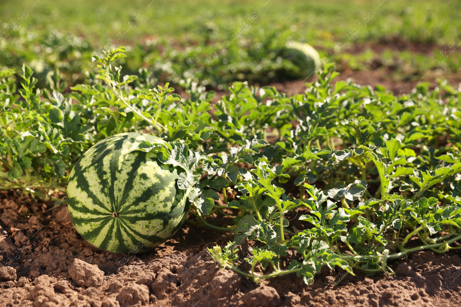 Photo of Ripe watermelon growing in field on sunny day