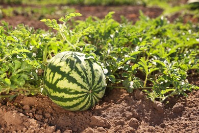 Ripe watermelon growing in field on sunny day