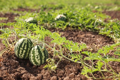 Ripe watermelons growing in field on sunny day