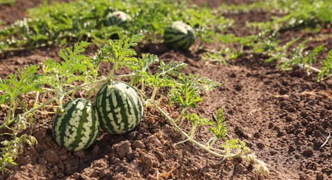 Ripe watermelons growing in field on sunny day