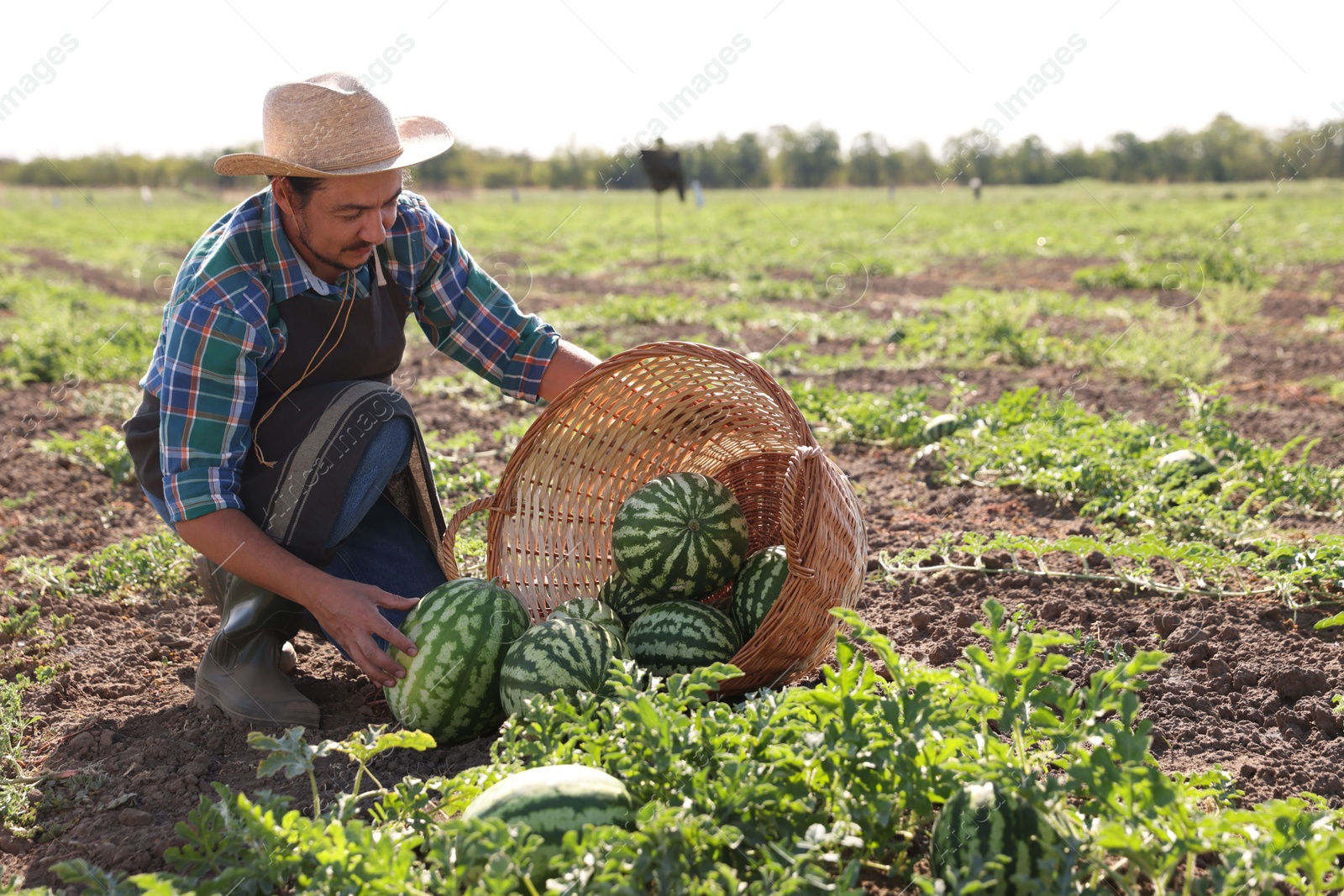 Photo of Man picking ripe watermelons in field on sunny day