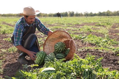 Man picking ripe watermelons in field on sunny day