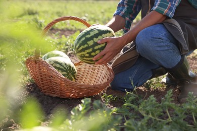 Photo of Man picking ripe watermelons in field, closeup