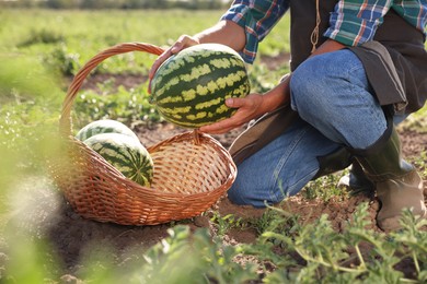 Man picking ripe watermelons in field, closeup