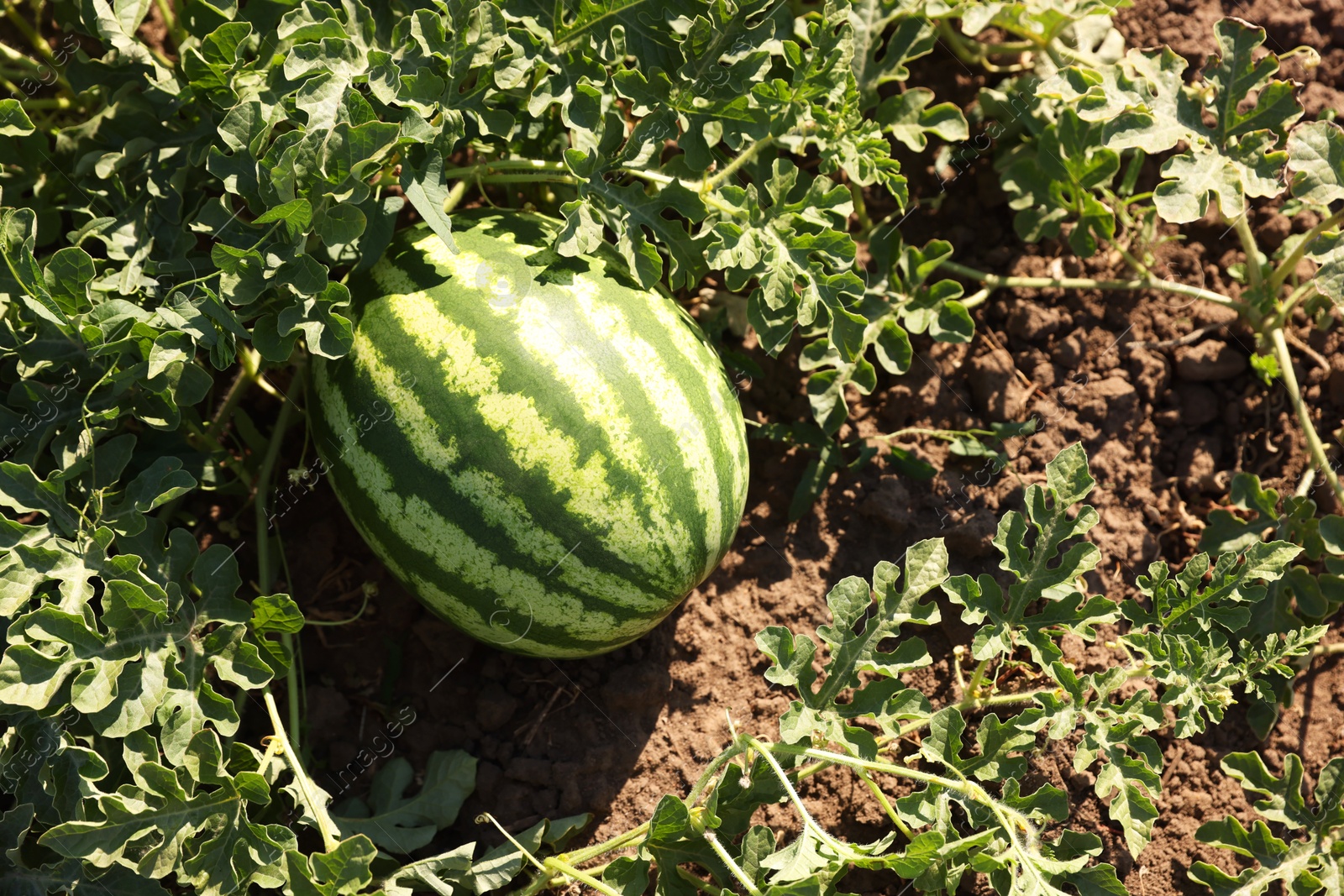 Photo of Ripe watermelon growing in field on sunny day, top view