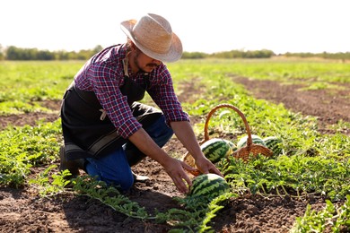 Photo of Man picking ripe watermelons in field on sunny day