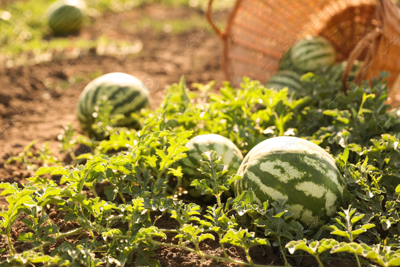 Photo of Ripe watermelons growing in field on sunny day